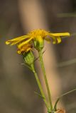 Senecio erucifolius
