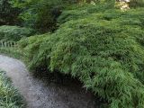 Acer palmatum. Вегетирующее растение. Абхазия, г. Сухум, Ботанический сад. 13.08.2024.