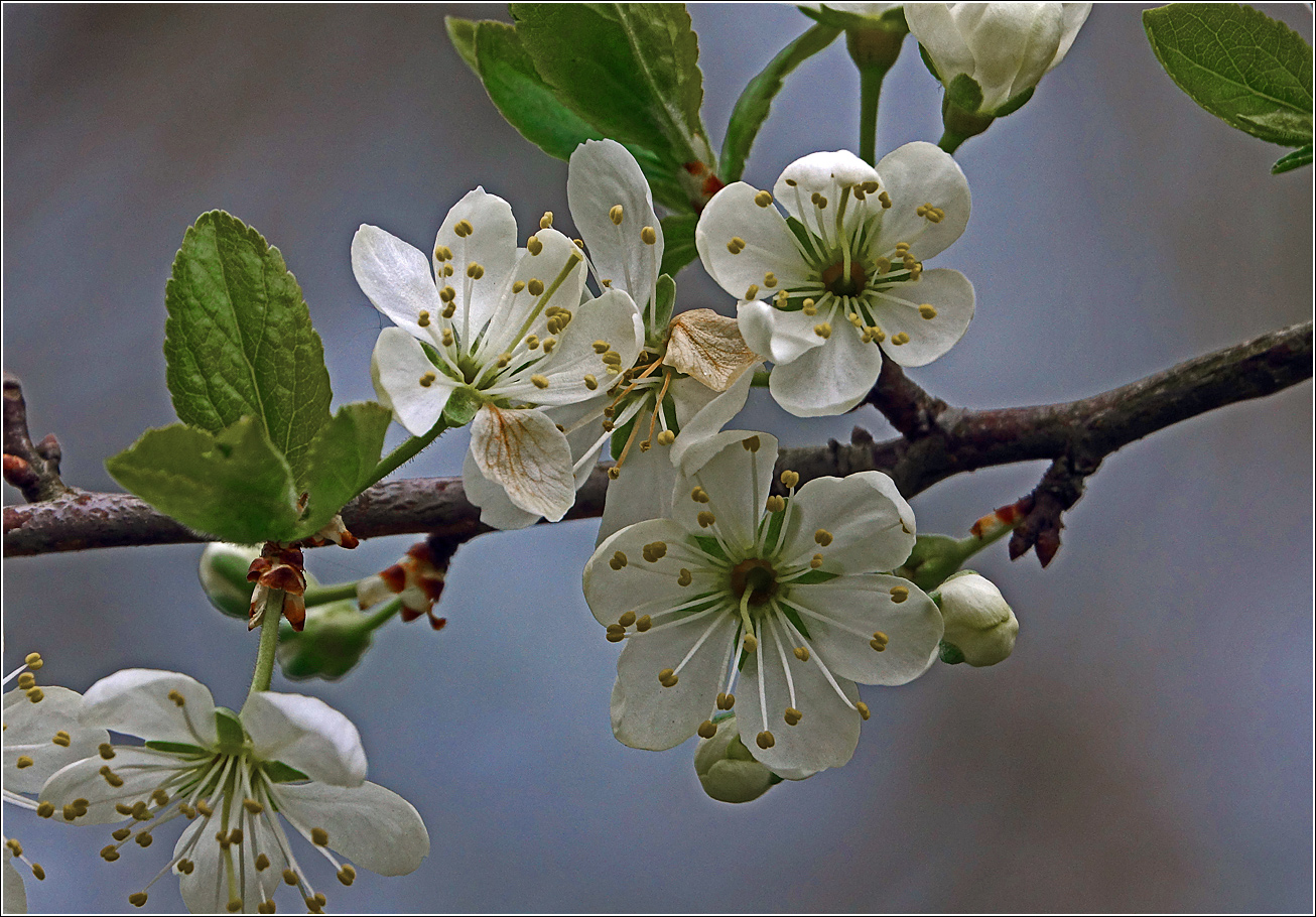 Изображение особи Prunus spinosa.