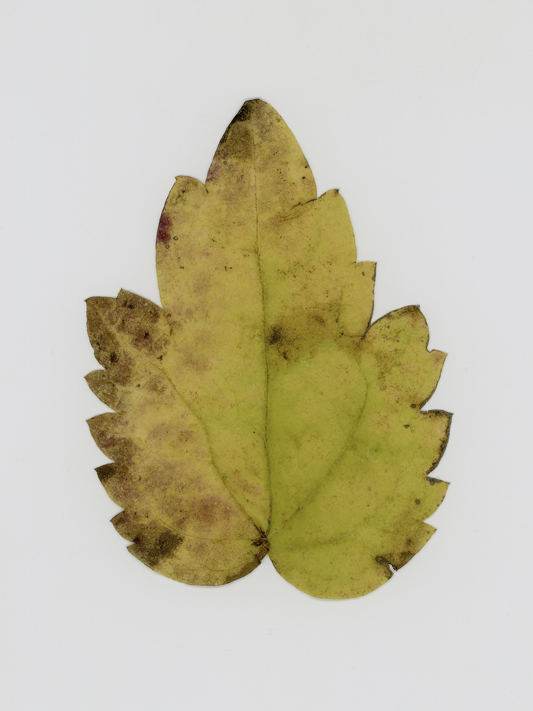 Изображение особи Clematis vitalba.