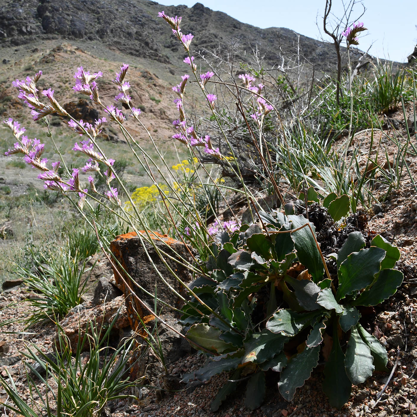 Image of Ikonnikovia kaufmanniana specimen.