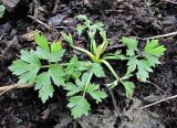 Ranunculus repens