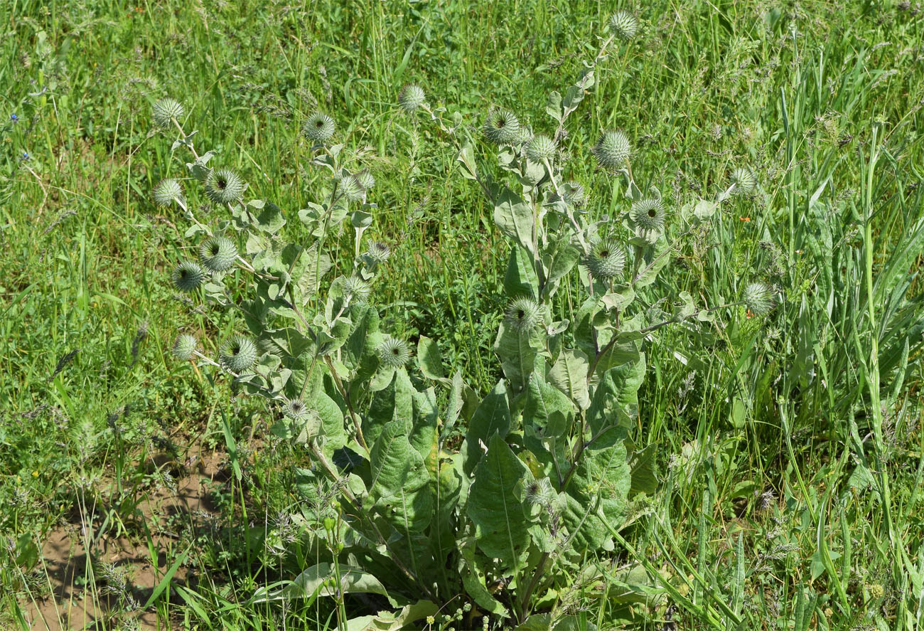 Image of Cousinia integrifolia specimen.