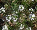 Lobularia maritima. Соцветия. Владимир, Свято-Успенский кафедральный собор, клумба. 15.09.2024.