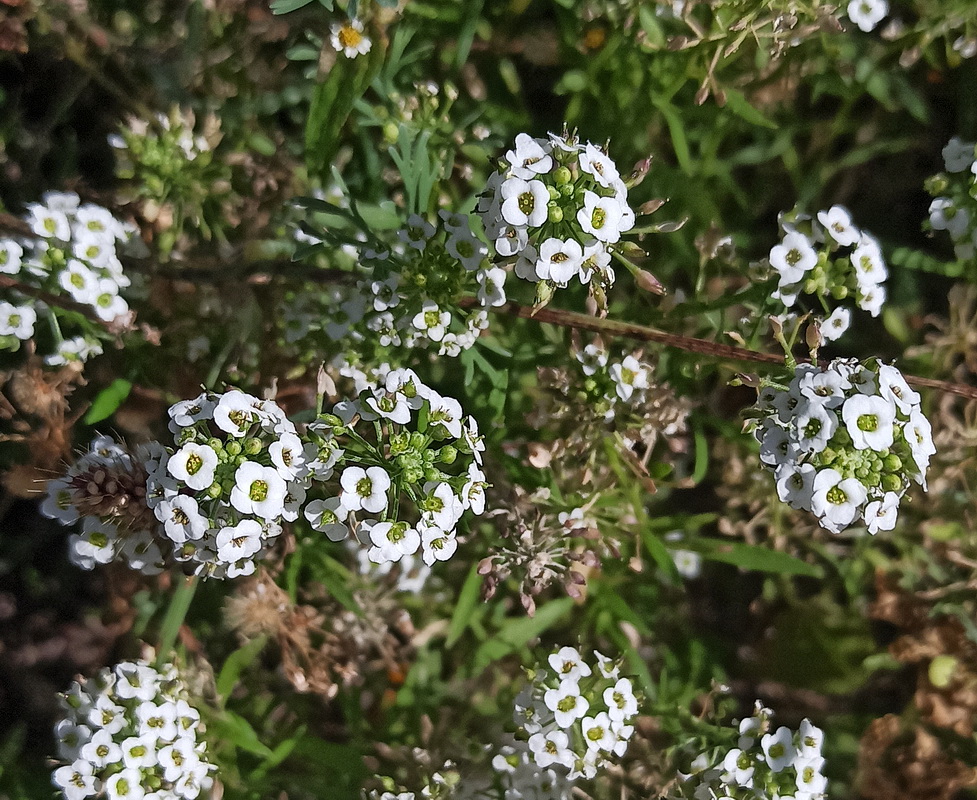 Image of Lobularia maritima specimen.