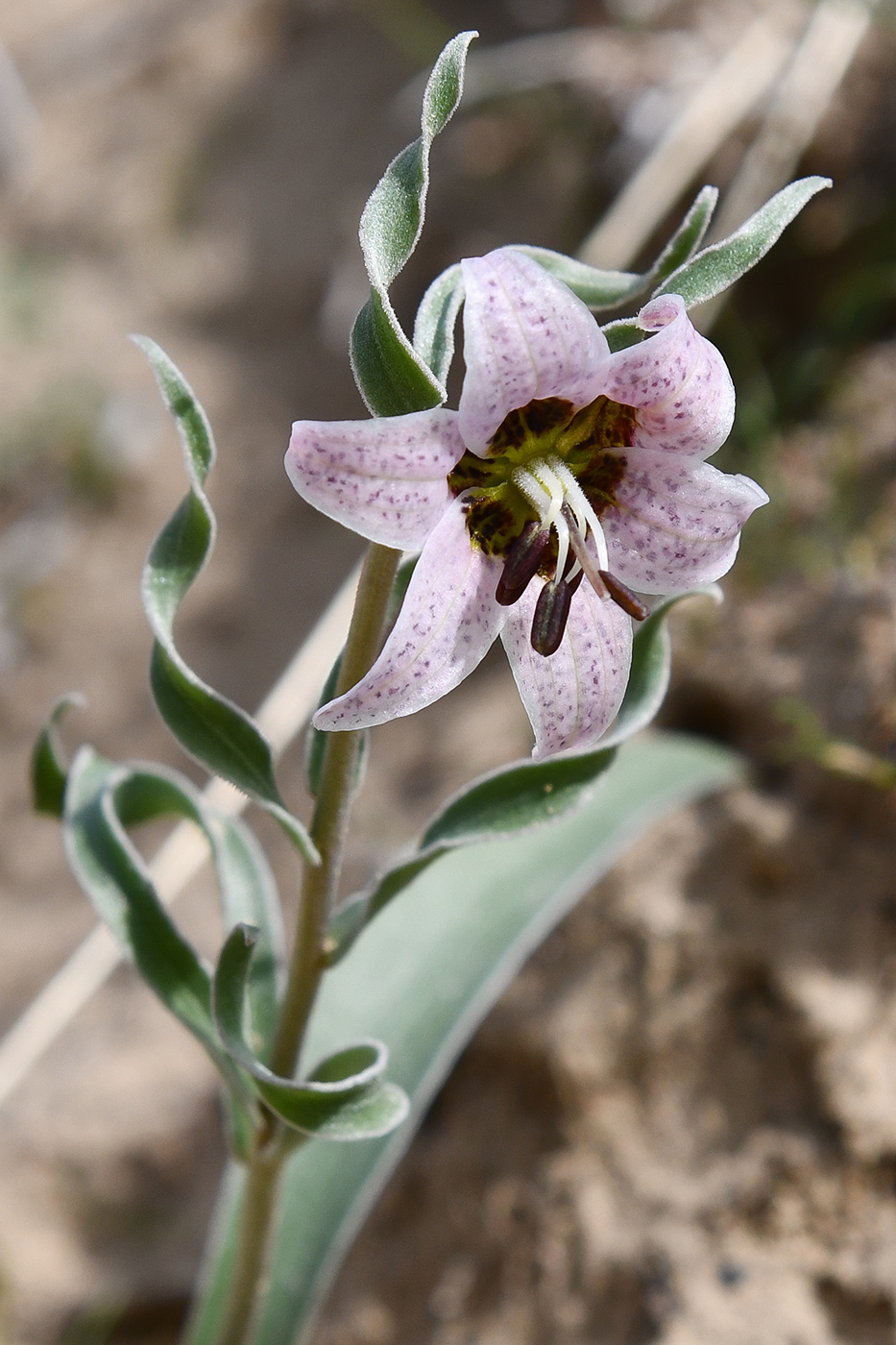 Изображение особи Rhinopetalum karelinii.