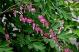 Dicentra spectabilis. Соцветия. Китай, пров. Ганьсу, хр. Циляньшань, дол. Матисы, ≈ 2600 м н.у.м., в культуре. 05.06.2025.