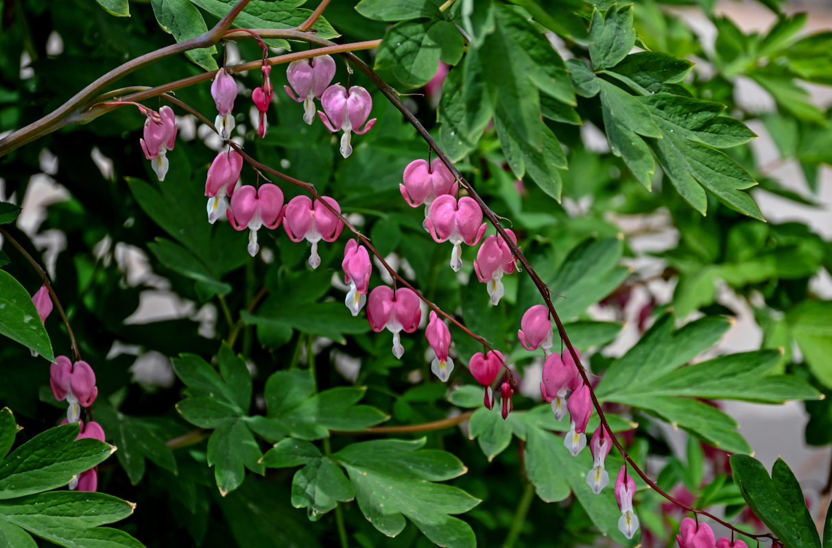 Image of Dicentra spectabilis specimen.