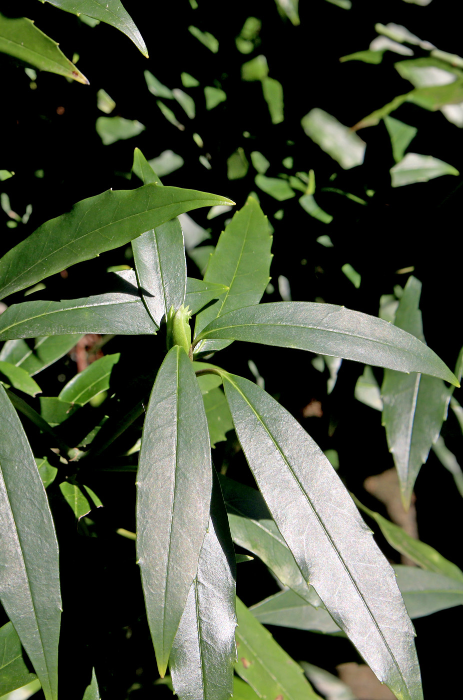 Изображение особи Aucuba japonica.