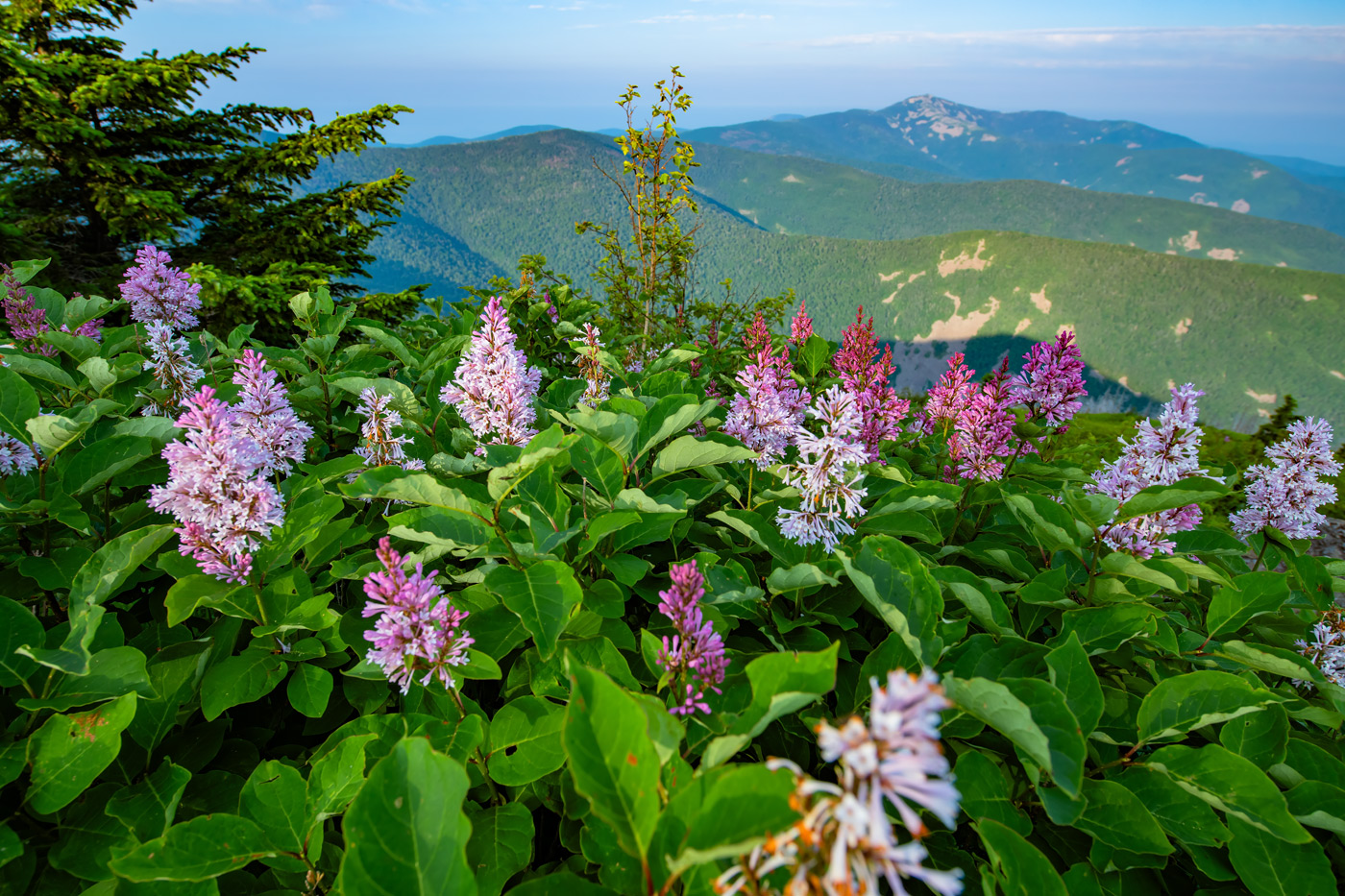 Изображение особи Syringa wolfii.