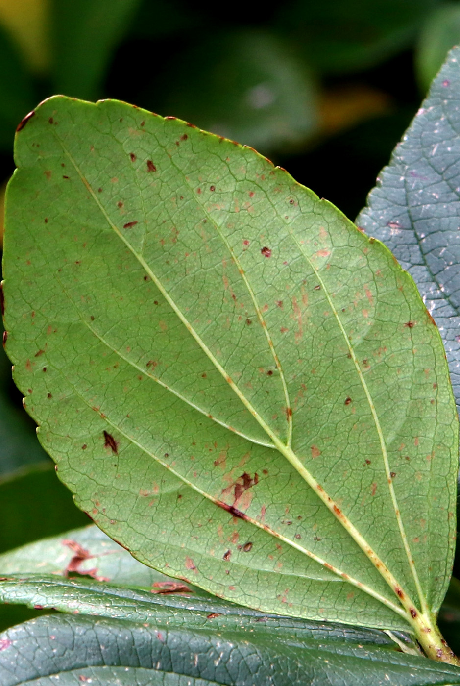 Image of Viburnum suspensum specimen.