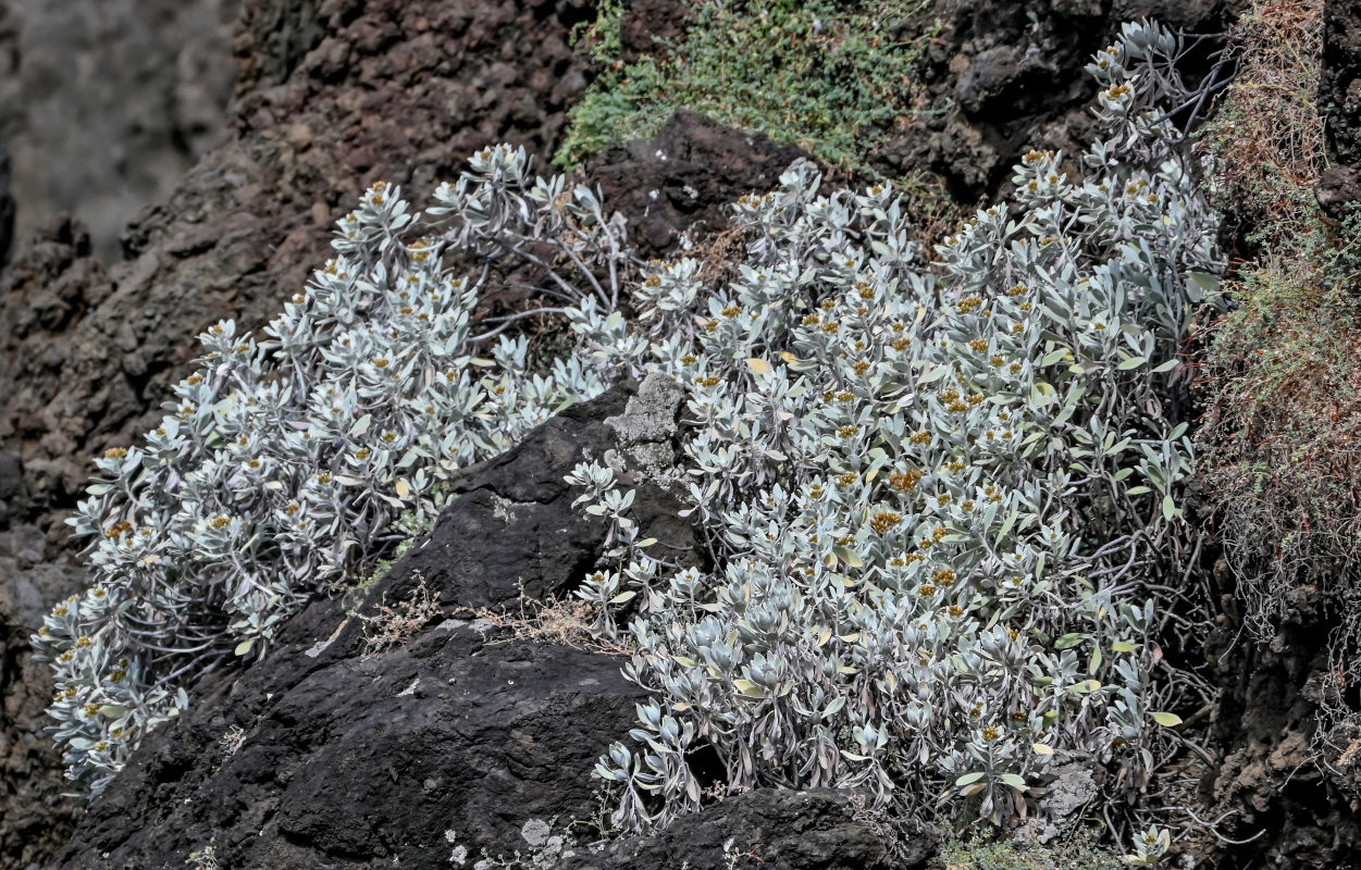 Image of Helichrysum obconicum specimen.