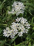 Allium subhirsutum. Соцветие. Италия, Лацио, Латина, бухта Гаэта. 08.04.2011.