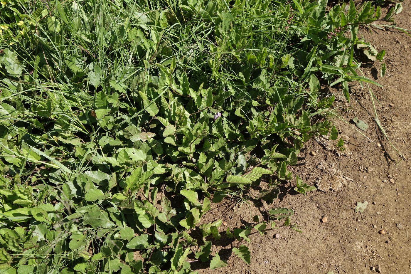 Image of genus Ipomoea specimen.