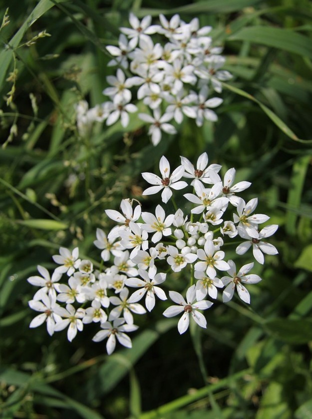 Image of Allium subhirsutum specimen.