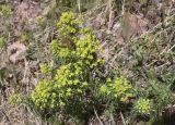 Euphorbia cyparissias. Верхушки цветущих растений. Испания, Каталония, пров. Барселона, комарка Осона, муниципалитет Виланова-де-Сау, водохранилище Сау, залесенный склон сев. экспозиции, обочина дороги. 14.04.2026.