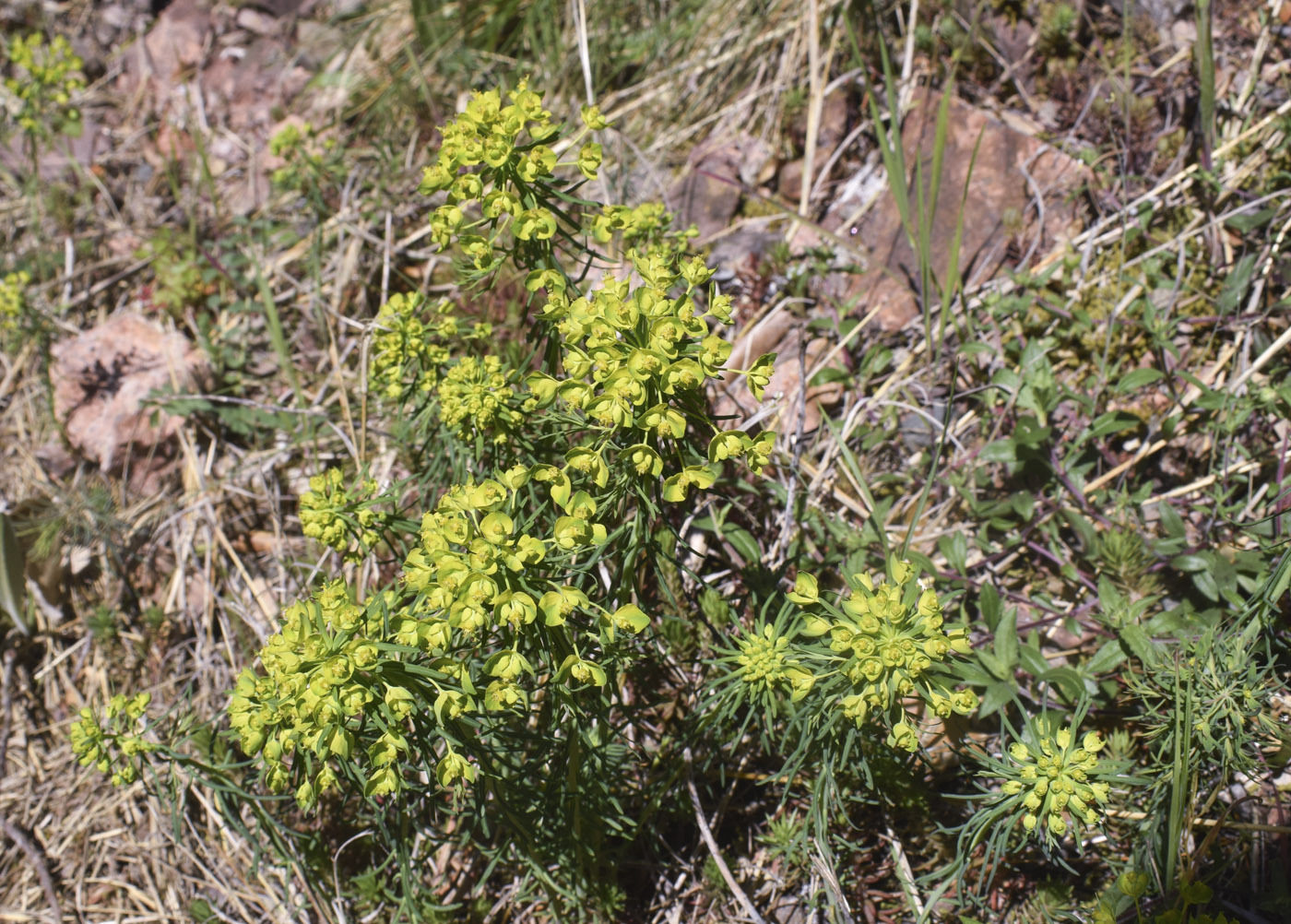 Изображение особи Euphorbia cyparissias.