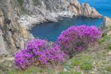 Rhododendron mucronulatum. Цветущие растения на задернованной скале. Приморский край, Партизанский р-н, мыс Лисученко. 02.05.2026.