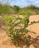 Astragalus lehmannianus. Зацветающее (в начале вегетации бесхлорофильное) растение с остатками прошлогоднего генеративного побега. Астраханская обл., Наримановский р-н, окр. с. Николаевка, бархан Большой Брат, опустыненная степь, участок подвижных песков. 04.06.2026.