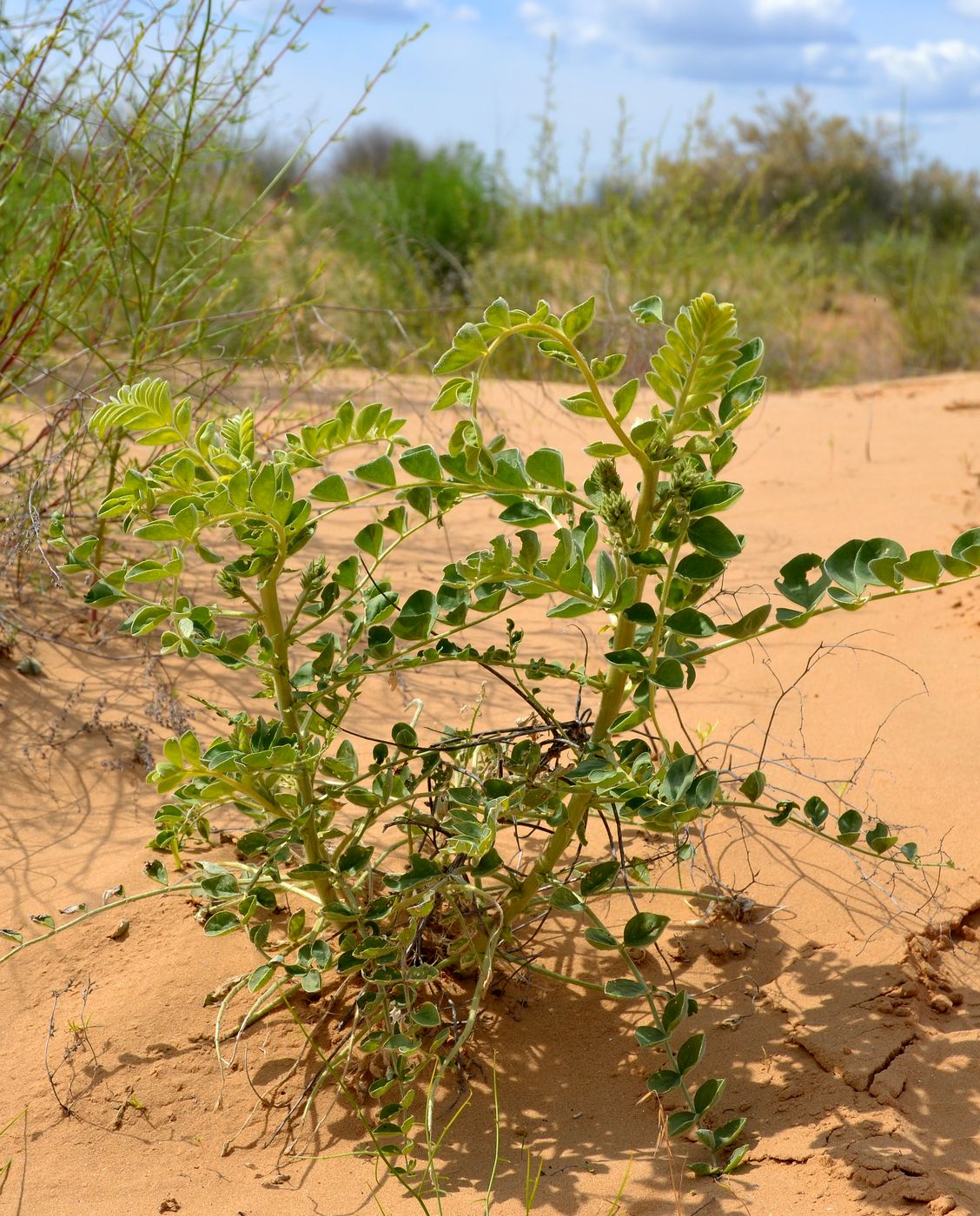 Image of Astragalus lehmannianus specimen.