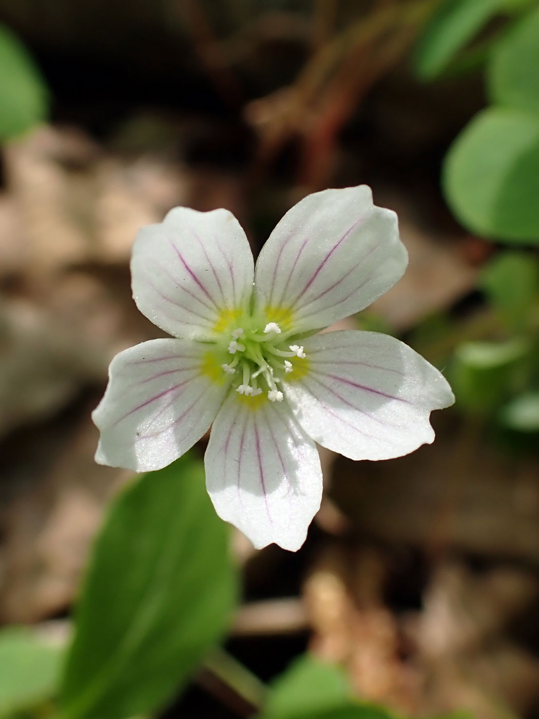 Изображение особи Oxalis acetosella.