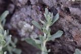 Teucrium polium