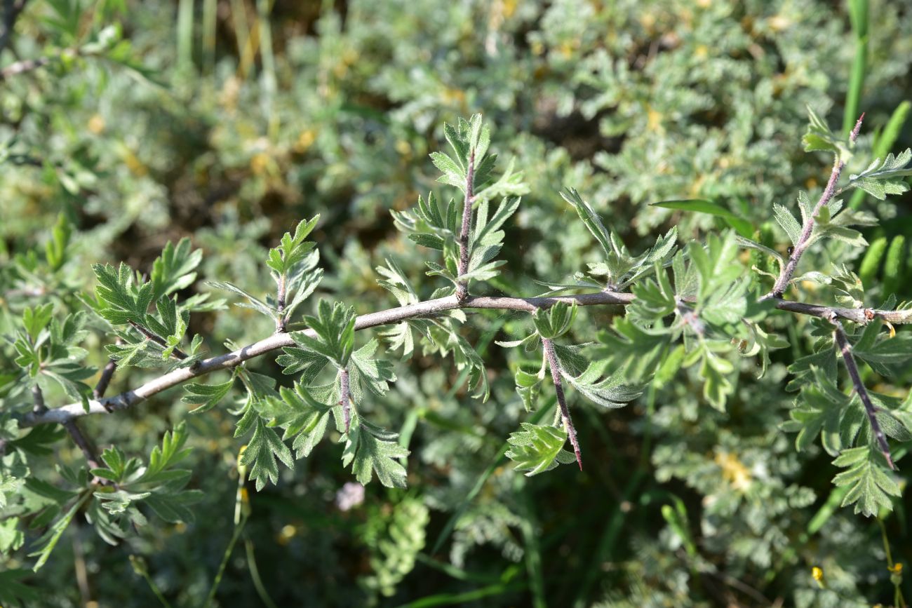 Image of Unknown species specimen.