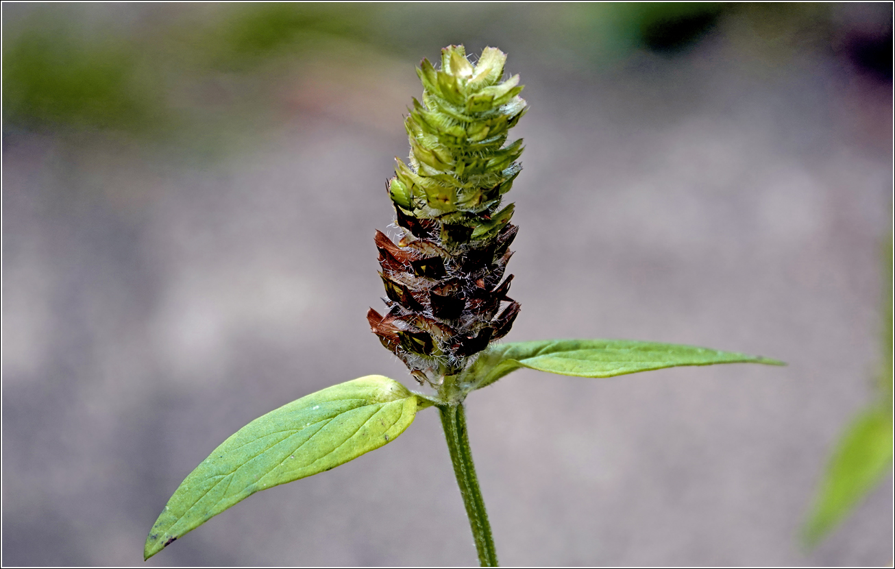 Image of Prunella vulgaris specimen.