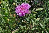 Dahlia × cultorum