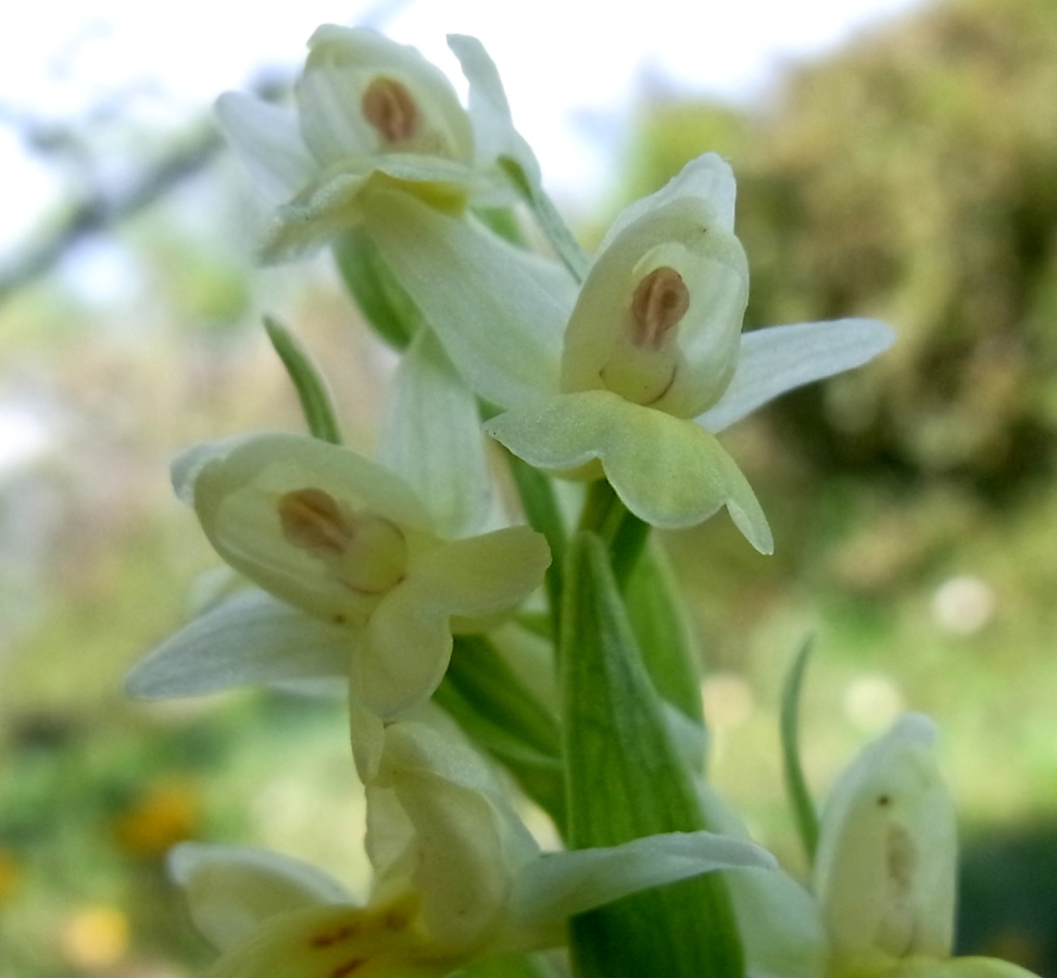 Image of Dactylorhiza insularis specimen.