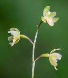Ephippianthus schmidtii. Соцветие. Хабаровский край, р-н имени Лазо, верховье р. Ко, выс. ≈ 700 м н.у.м., долинный хвойный лес. 01.08.2026.