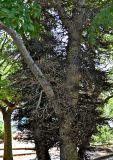 Ficus sycomorus. Часть ствола плодоносящего дерева. Португалия, г. Лиссабон, в культуре. 02.08.2025.