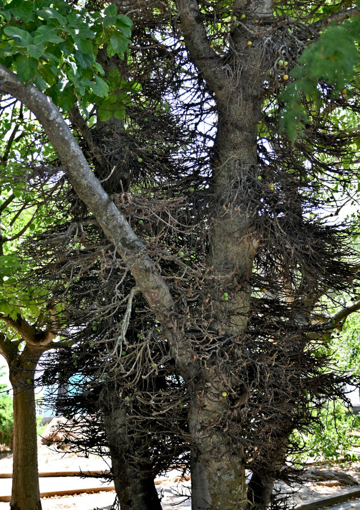 Изображение особи Ficus sycomorus.