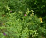 unknown species. Верхушка вайи. Турция, ил Артвин, окр. дер. Кашикли, склон, который спускается к р. Корпусу от мечети, луг. 12 июня 2026 г.