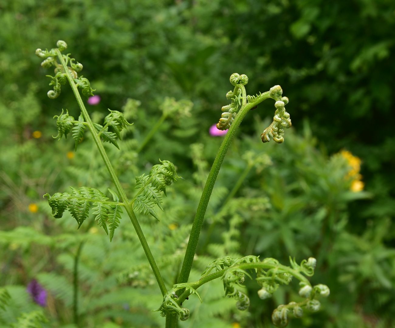 Image of Unknown species specimen.