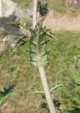 Echinops sphaerocephalus. Часть побега плодоносящего растения. Дагестан, Докузпаринский р-н, окр. с. Текипиркент, ≈ 1500 н.у.м., обочина дороги. 26.07.2026.