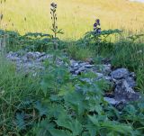 Delphinium elatum