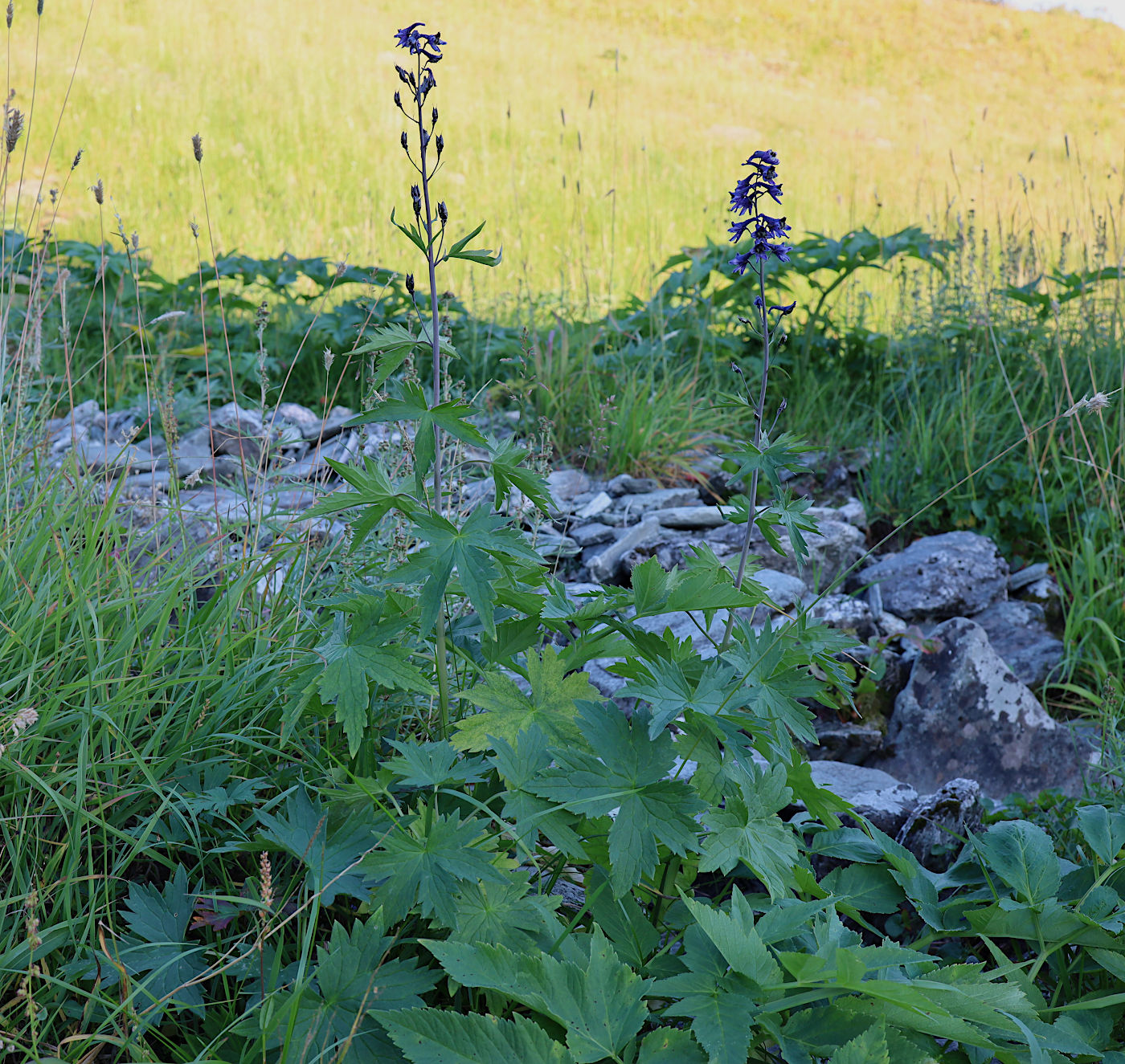 Image of Delphinium elatum specimen.
