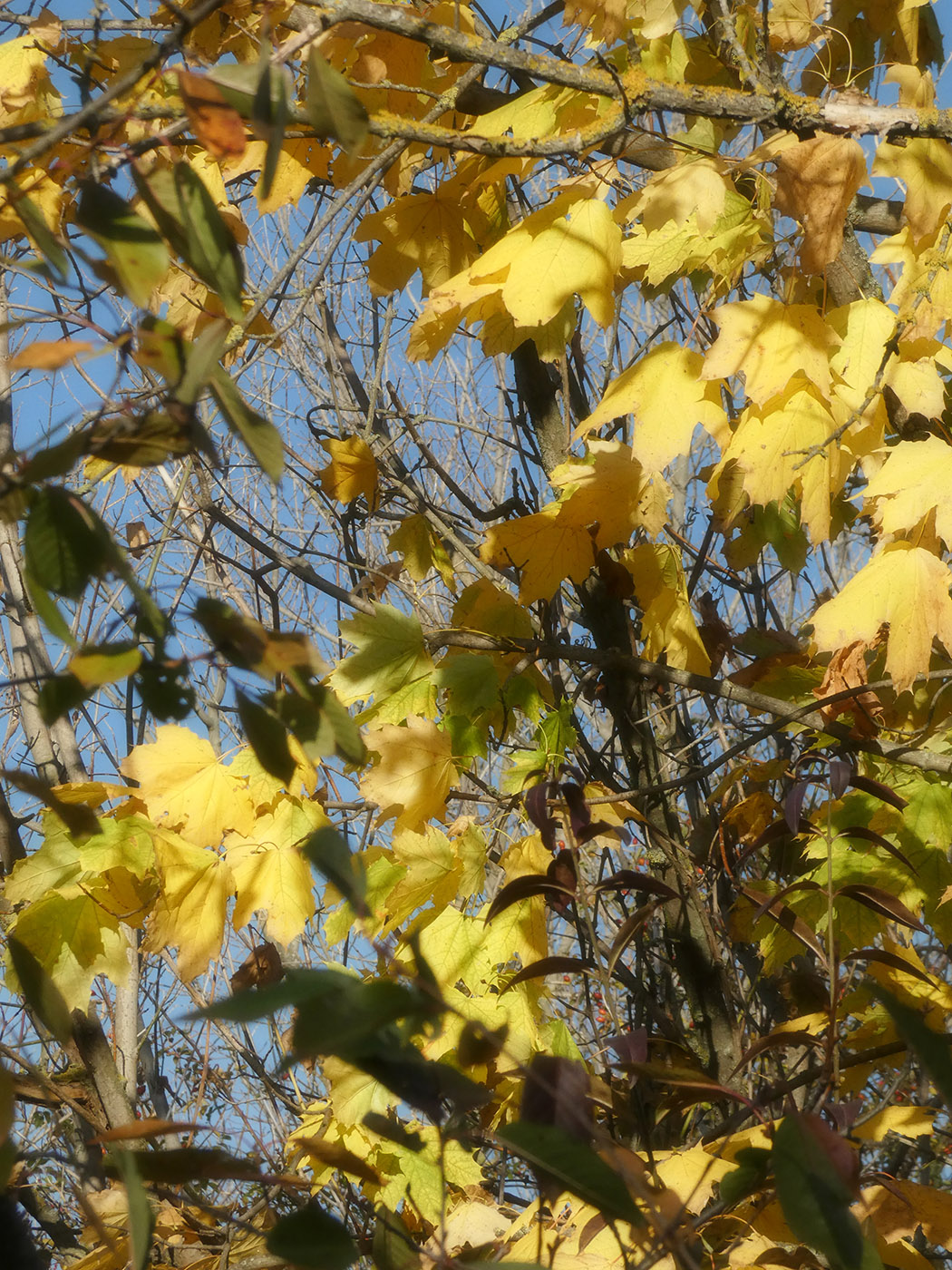 Изображение особи Acer platanoides.