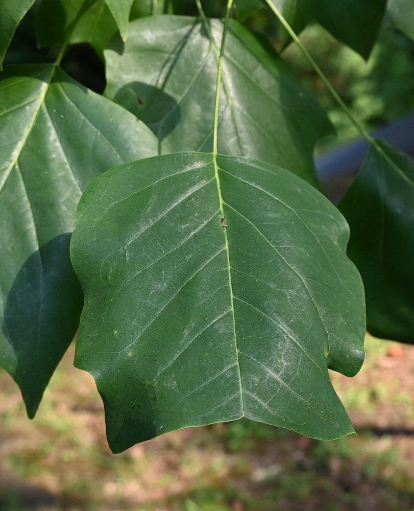 Изображение особи Liriodendron tulipifera.