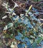 Datura innoxia. Часть цветущего и плодоносящего растения. Волгоград, Красноармейский, пос. 1-3, берег озера (антропогенный). 24.09.2026.