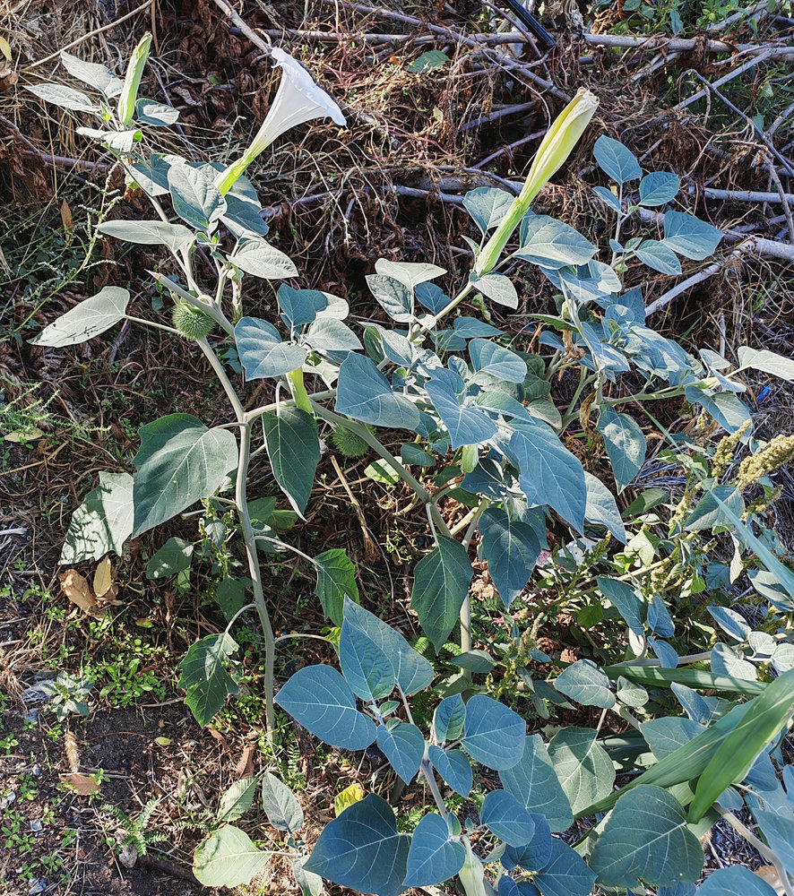 Изображение особи Datura innoxia.