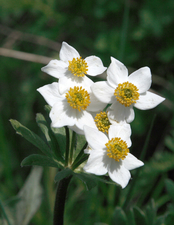 Изображение особи Anemonastrum protractum.