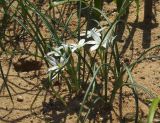 род Ornithogalum