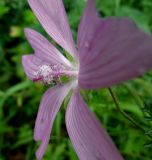 Malva moschata