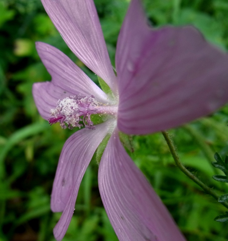 Image of Malva moschata specimen.