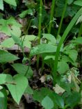 Omphalodes verna. Плодоносящие растения. Москва, ГБС РАН. 09.06.2011.