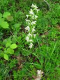 Platanthera bifolia