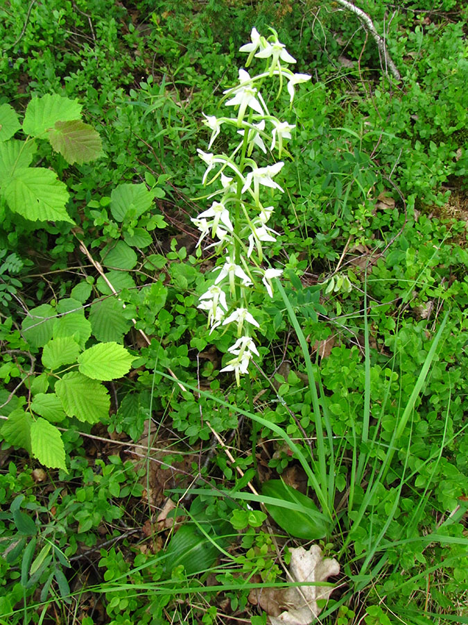 Image of Platanthera bifolia specimen.