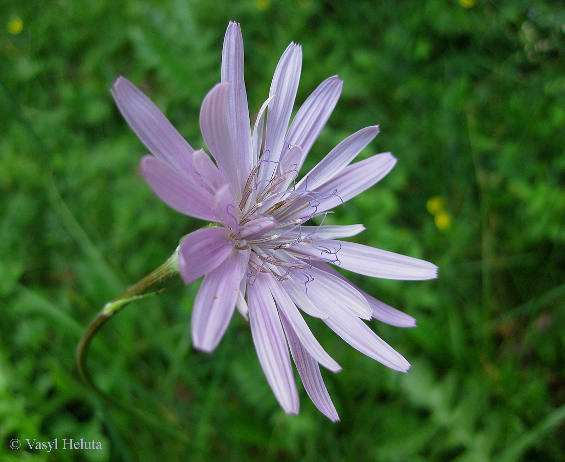 Image of Scorzonera rosea specimen.